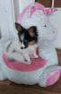 Papillon Mädchen
